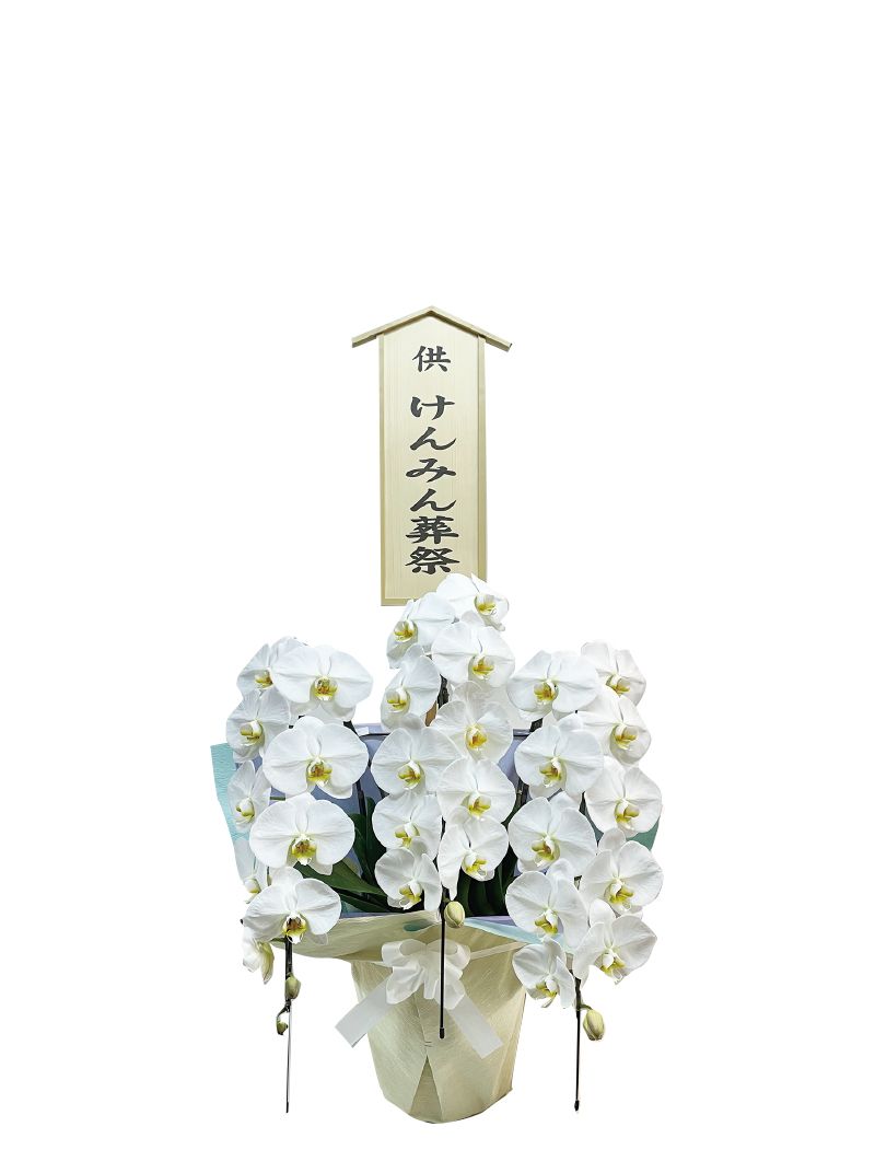 胡蝶蘭3本立