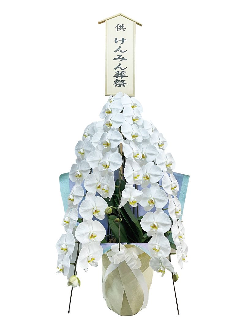 胡蝶蘭3本立(L)